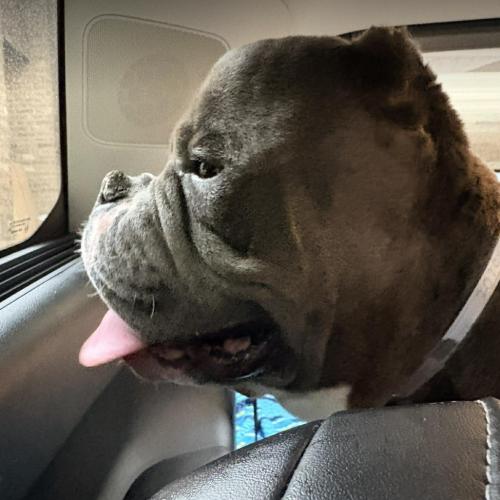 Enlarge Sumo, a Adoptable mixed breed in Austin, TX image 2/5