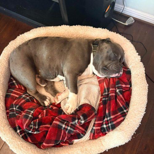 Enlarge Sumo, a Adoptable mixed breed in Austin, TX image 3/5