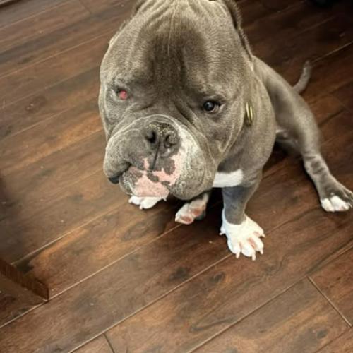 Enlarge Sumo, a Adoptable mixed breed in Austin, TX image 4/5