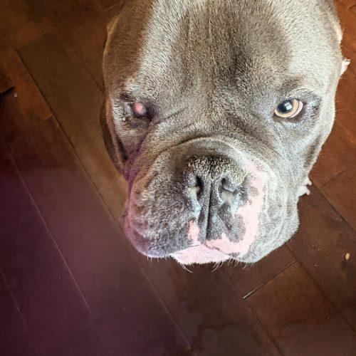 Enlarge Sumo, a Adoptable mixed breed in Austin, TX image 5/5