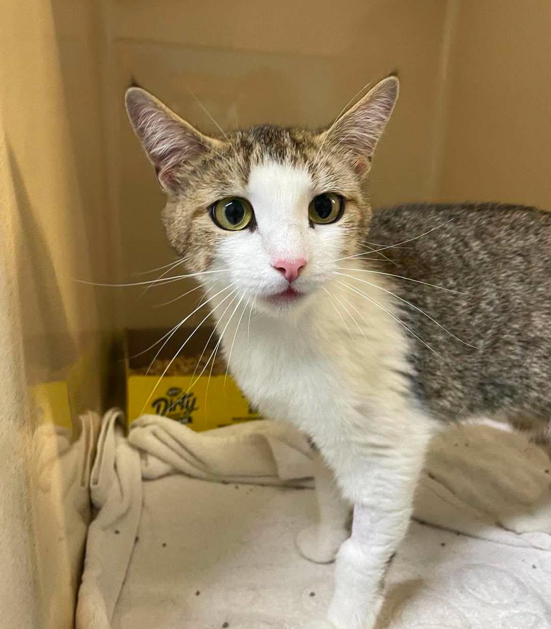 Stacy, adopted, Adult Female Domestic Short Hair.