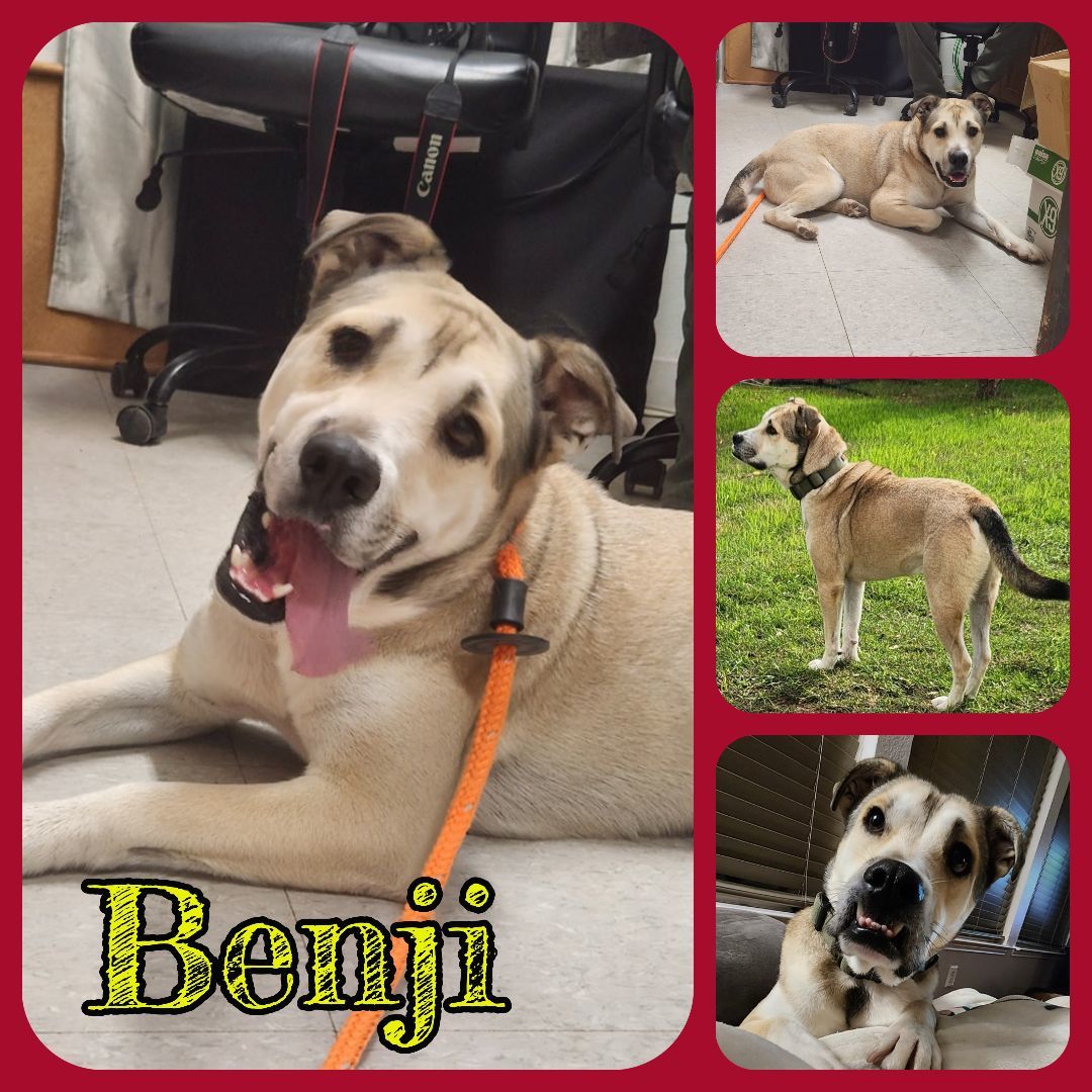 Benji, Adult Male unknown