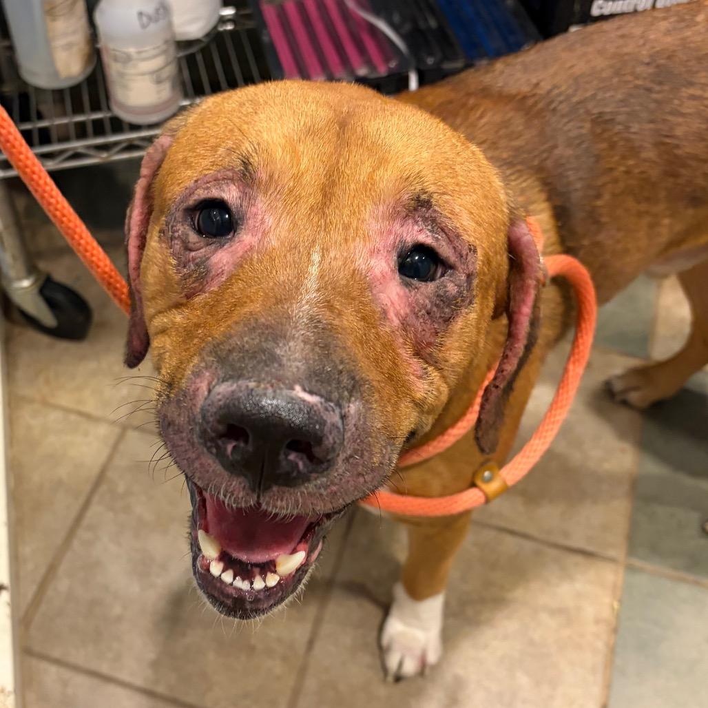 Chestnut — thumbnail 2