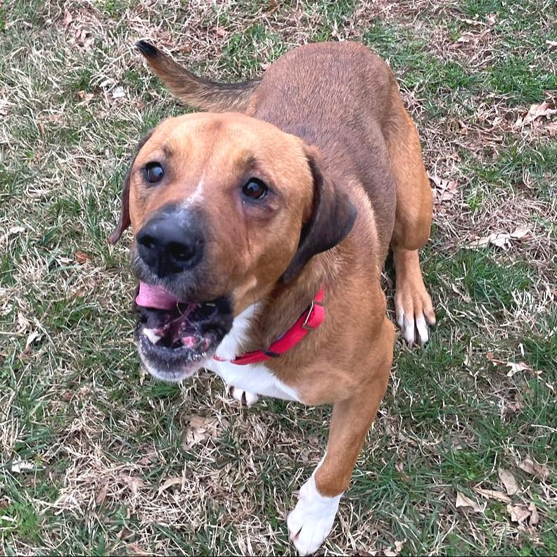 Chestnut — thumbnail 3