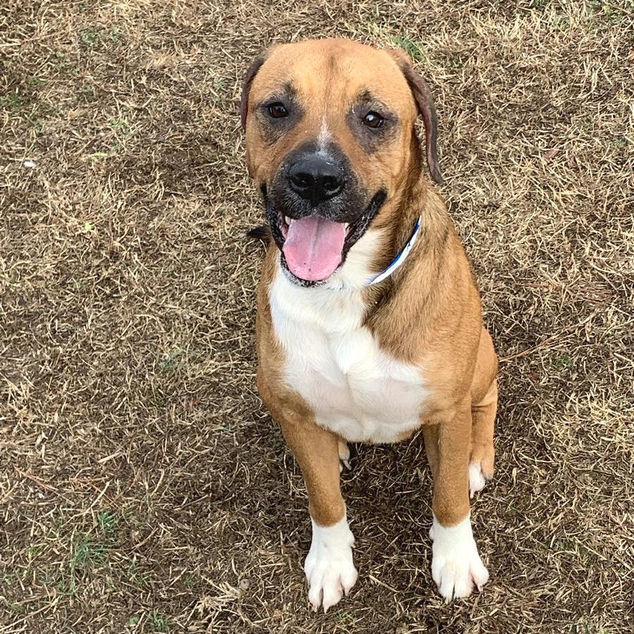 Chestnut — thumbnail 4