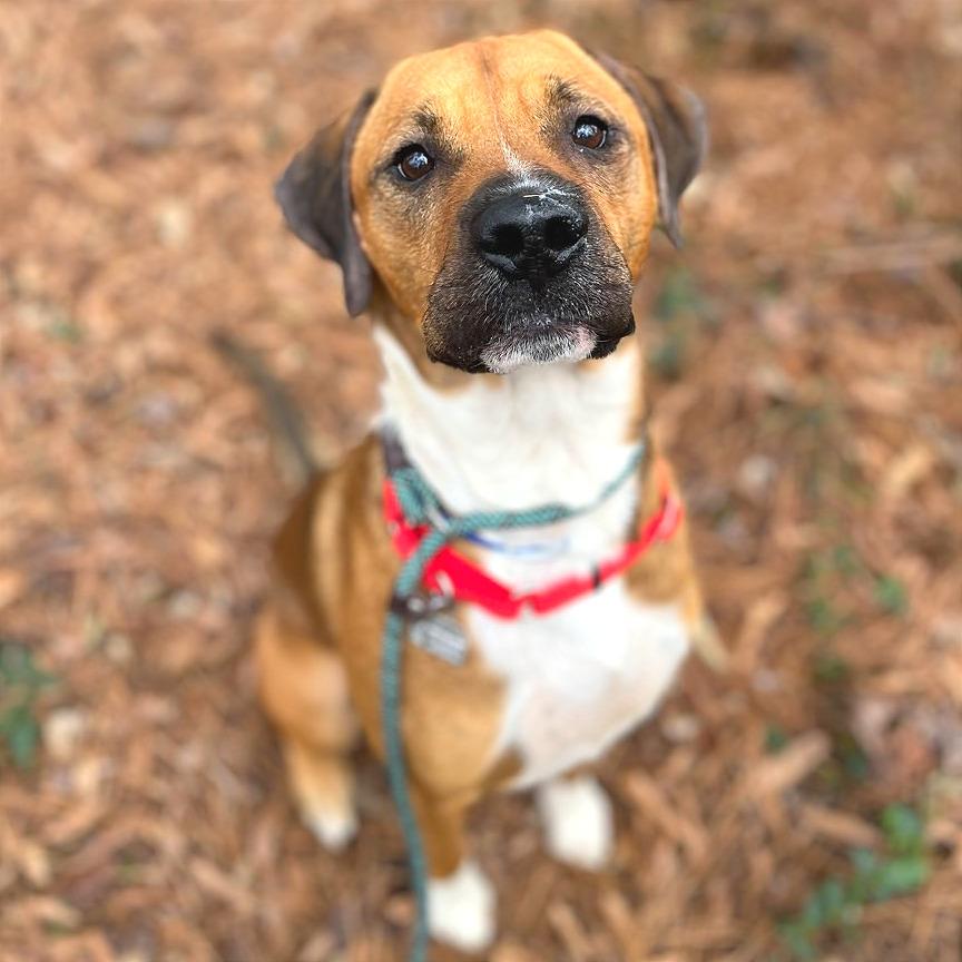 Chestnut — thumbnail 5