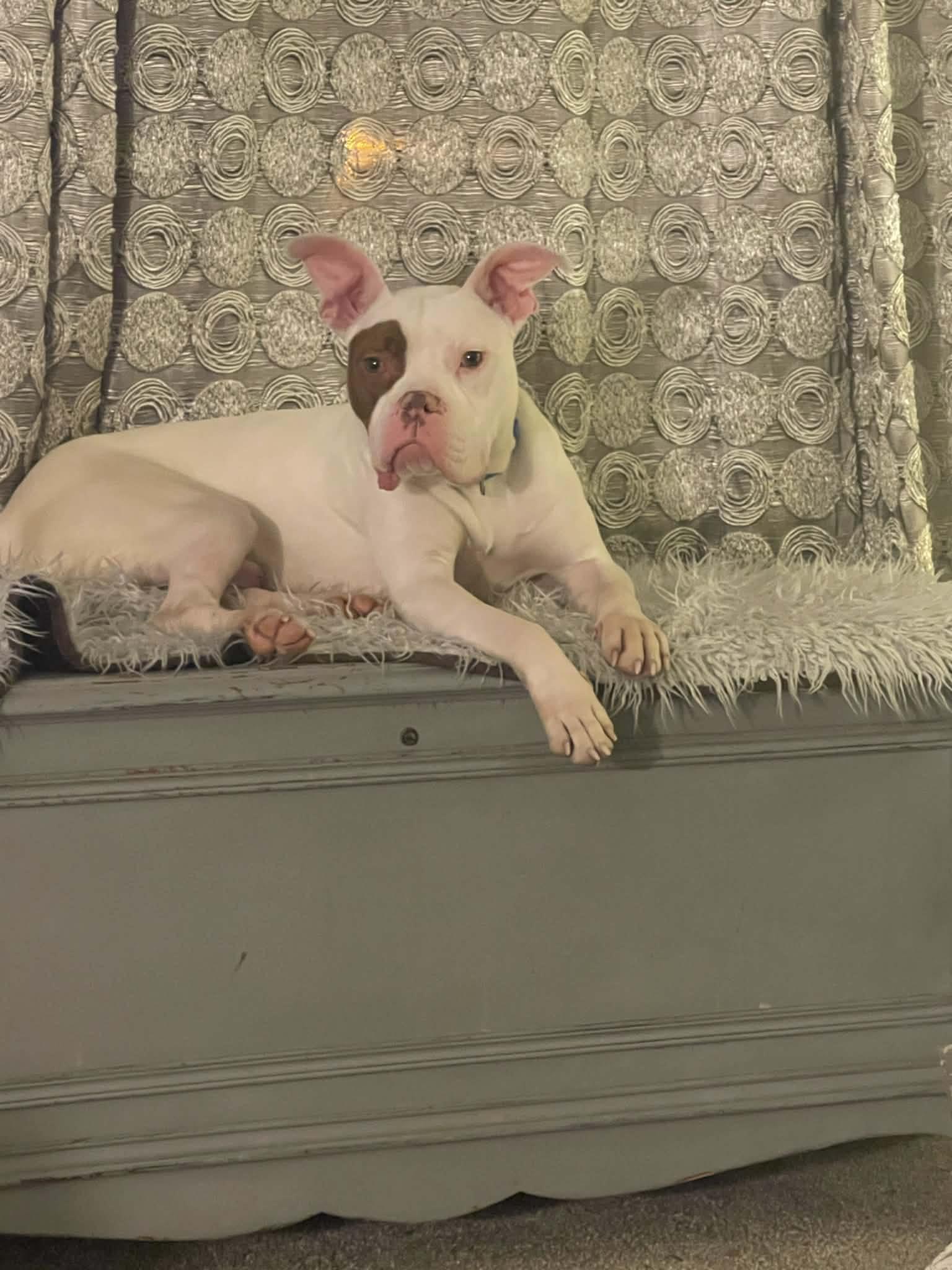 Rolo, ADOPTABLE, Young Male American Staffordshire Terrier.