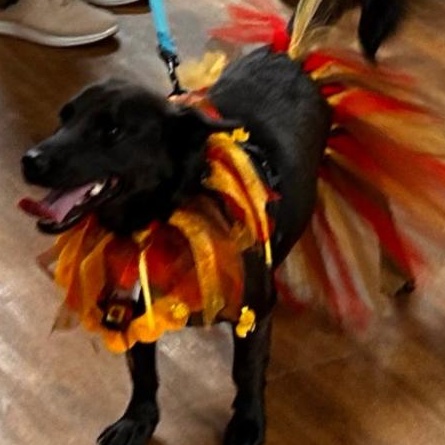 Corky, an adoptable mixed breed in Westmoreland, KS image 3/6