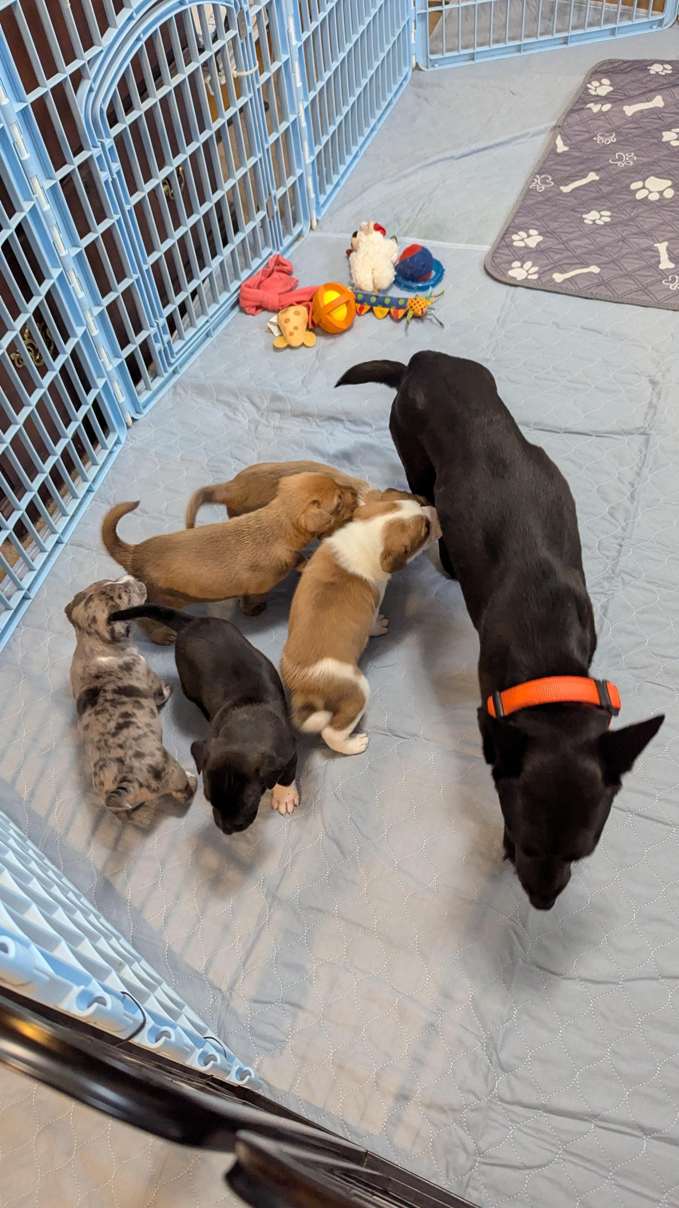 Corky, an adoptable mixed breed in Westmoreland, KS image 4/6