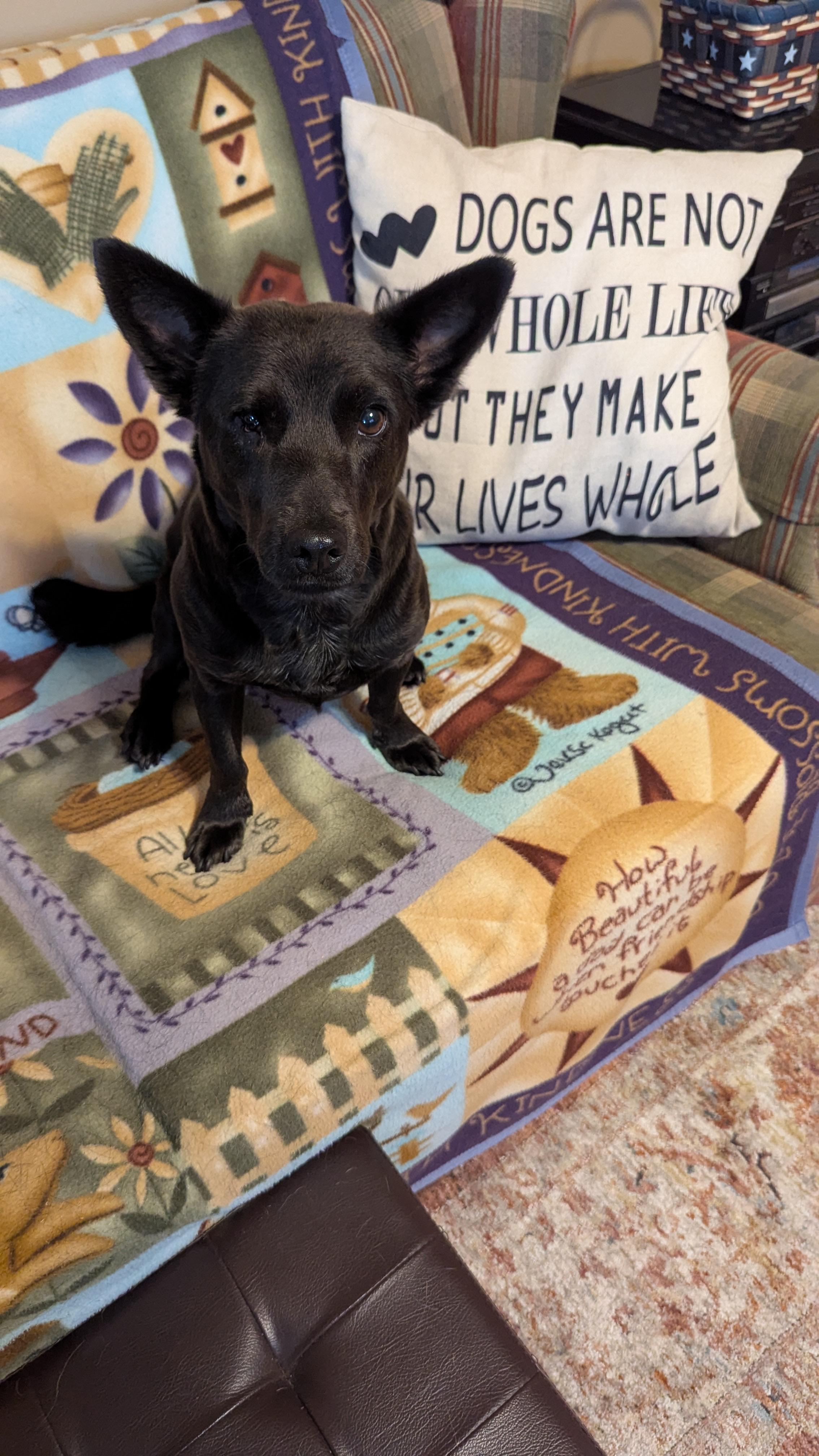 Corky, an adoptable mixed breed in Westmoreland, KS image 1/6