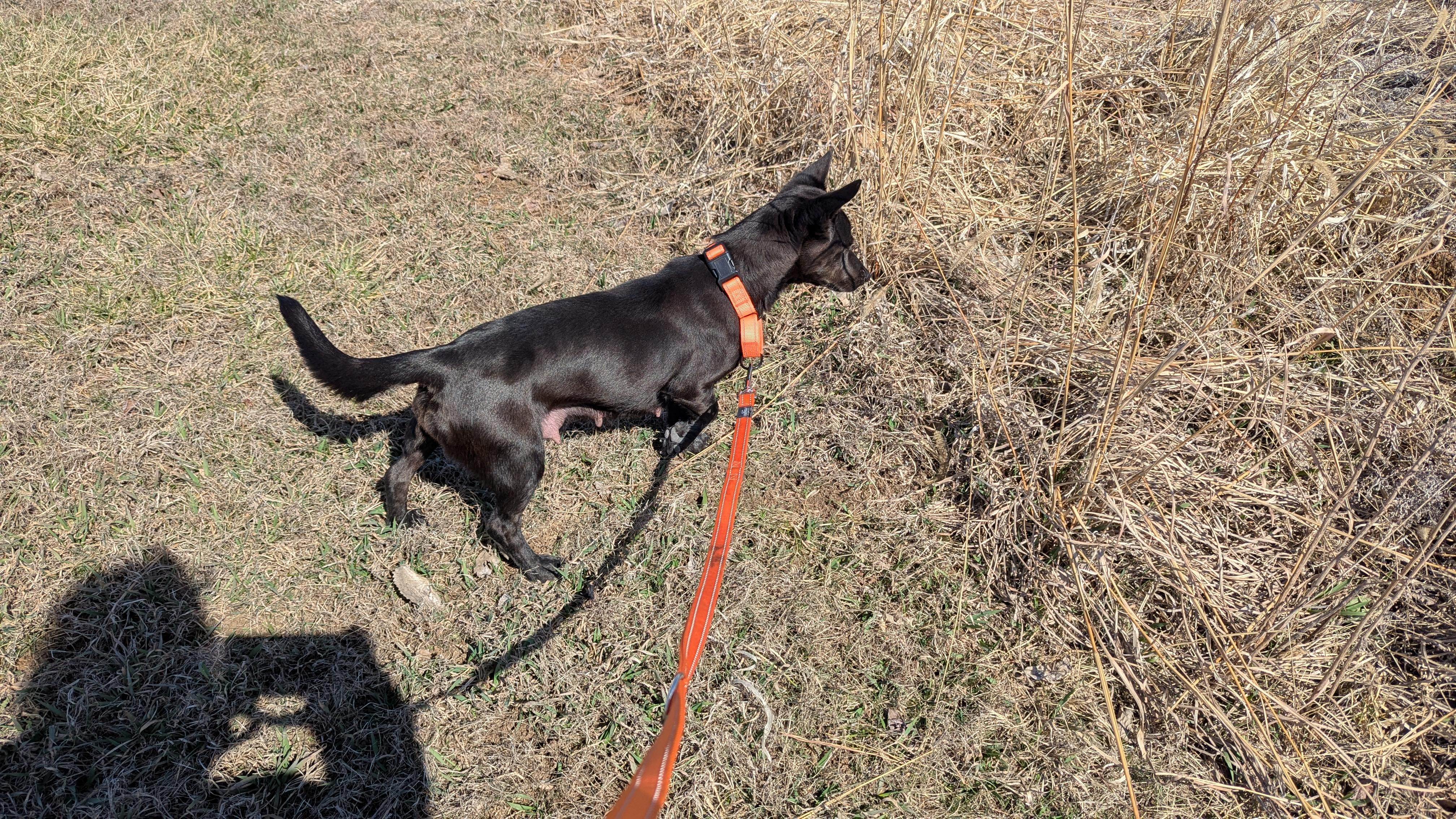 Corky, an adoptable mixed breed in Westmoreland, KS image 5/6