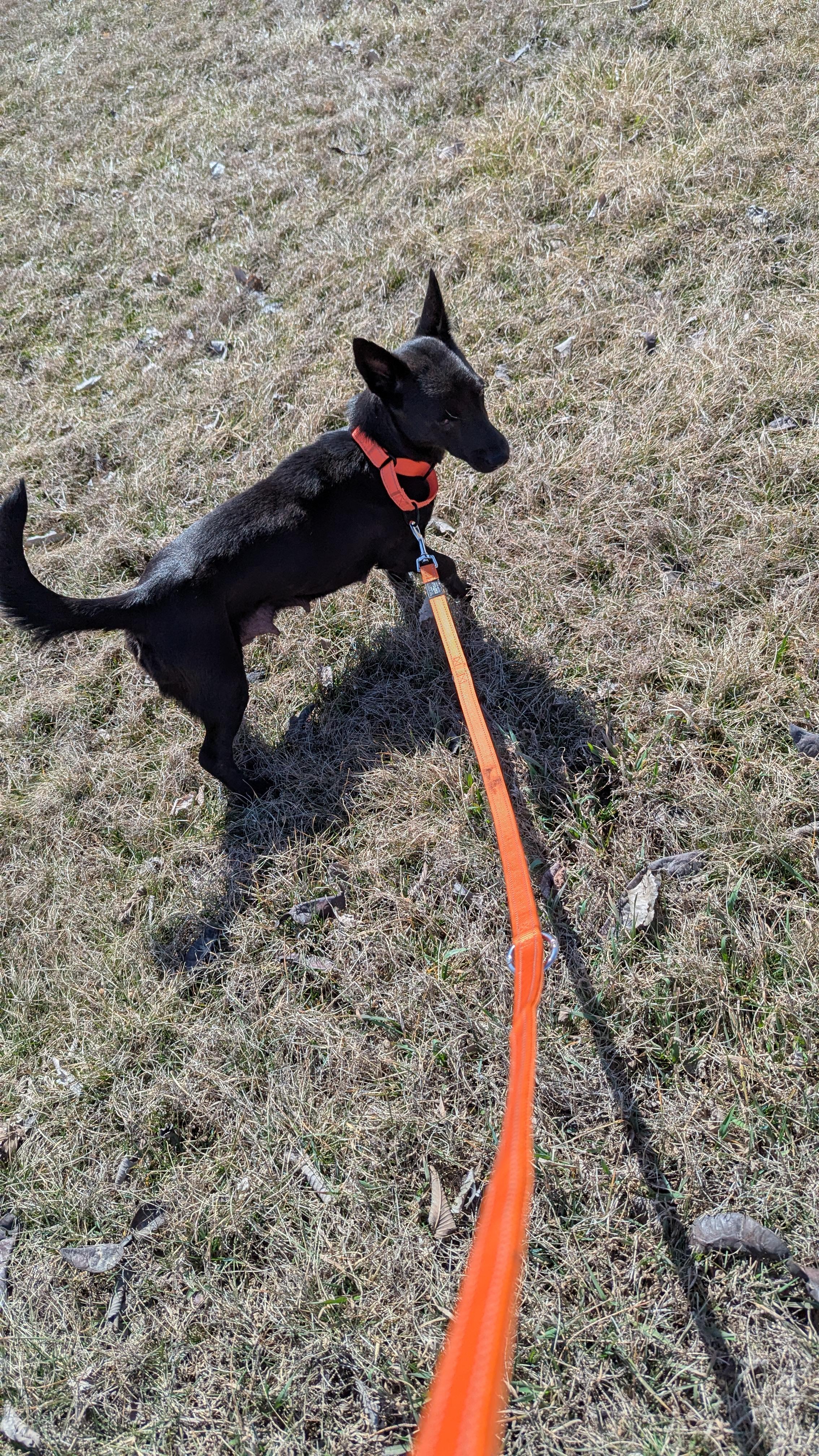 Corky 2