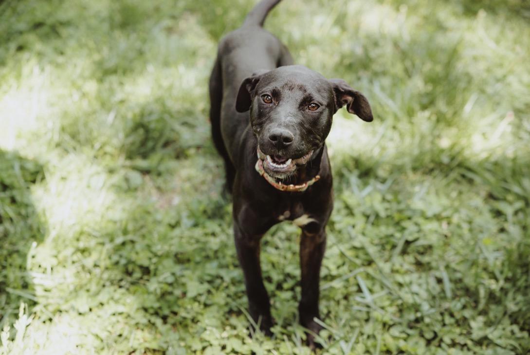 Lettie, ADOPTABLE, Young Female Black Labrador Retriever & Collie.