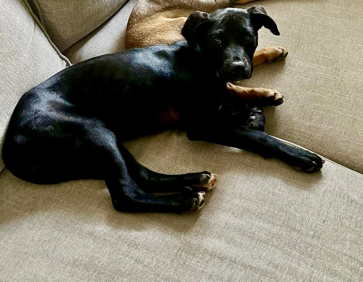 Lettie, ADOPTABLE, Young Female Black Labrador Retriever & Collie.