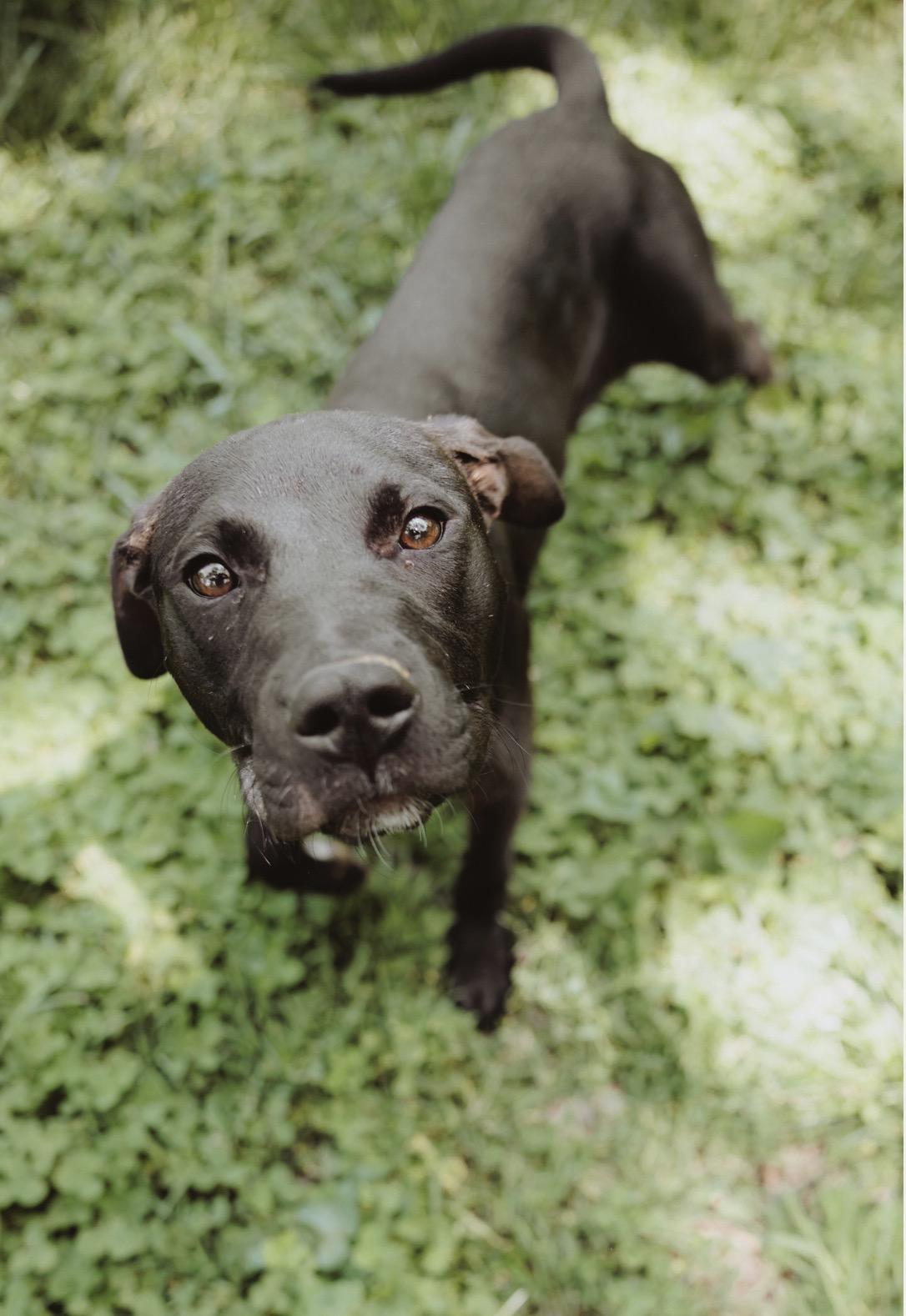 Enlarge Lettie, a ADOPTABLE mixed breed in Waxhaw, NC image 4/4