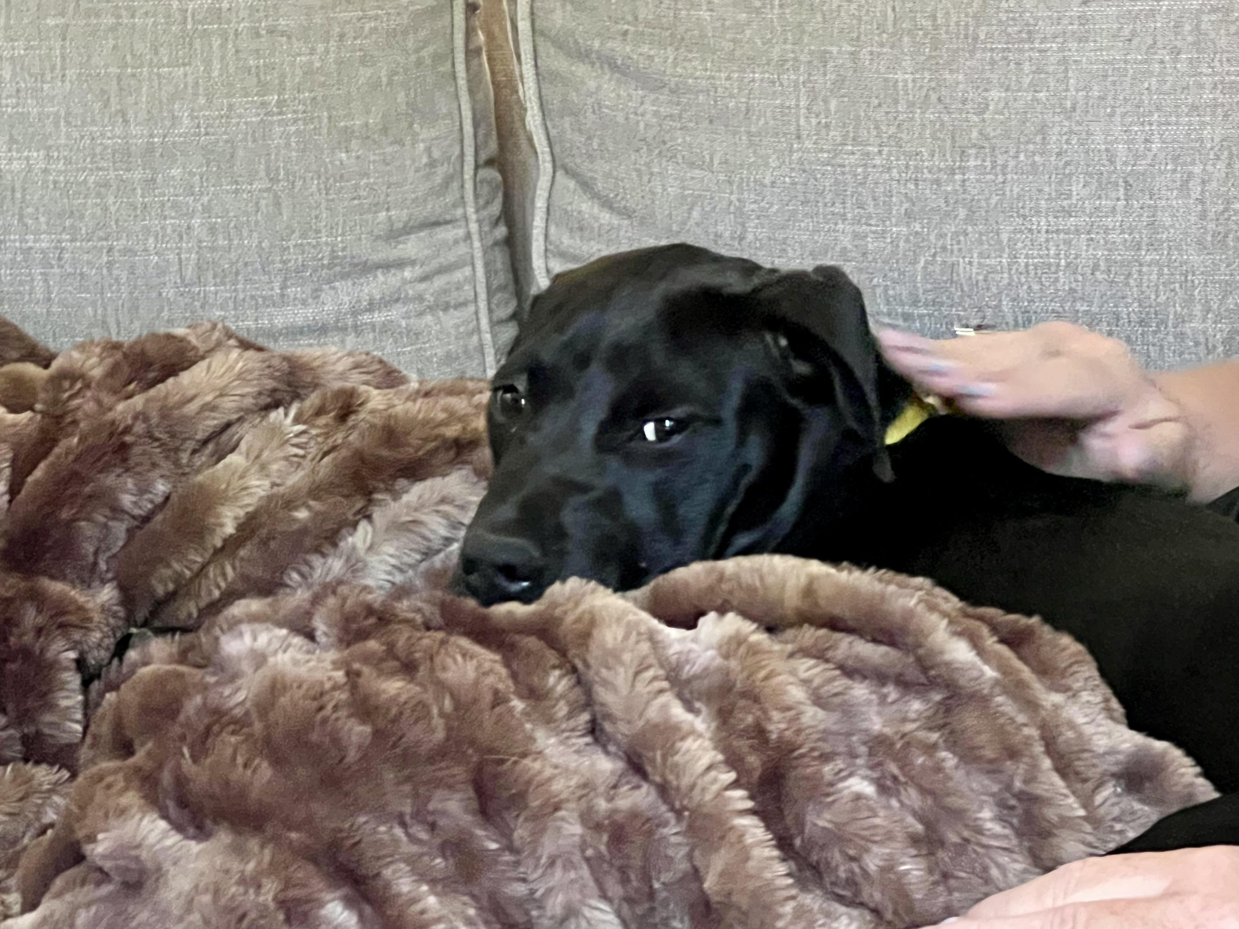 Enlarge Lettie, a ADOPTABLE mixed breed in Waxhaw, NC image 2/2