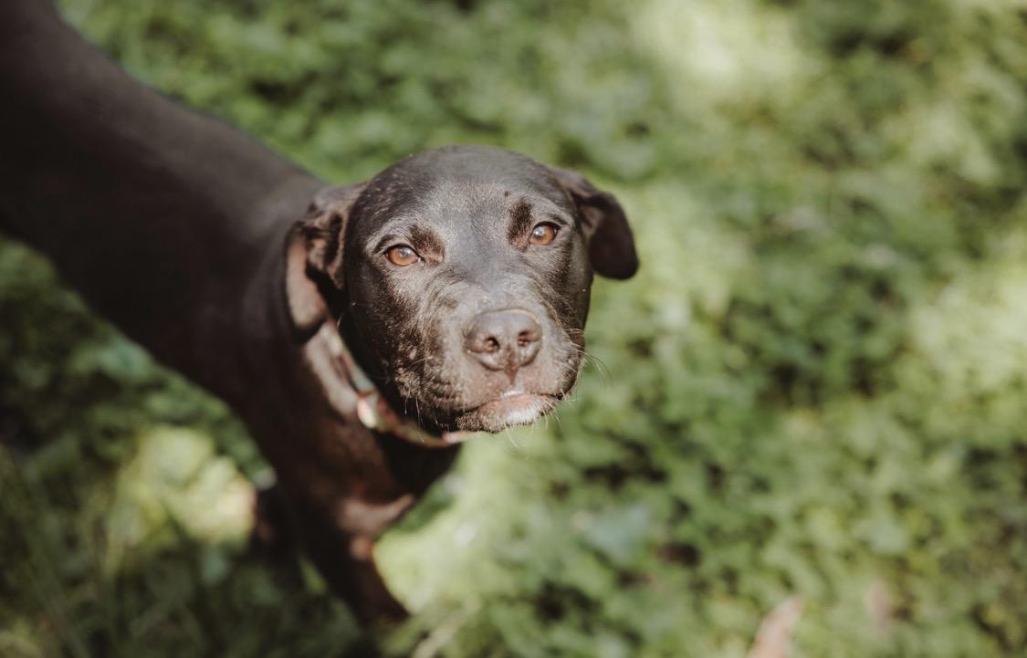 Enlarge Lettie, a ADOPTABLE mixed breed in Waxhaw, NC image 3/4