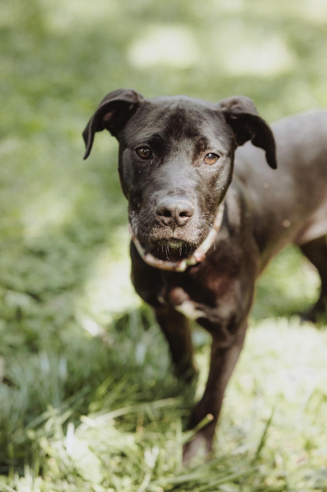 Enlarge Lettie, a ADOPTABLE mixed breed in Waxhaw, NC image 2/4