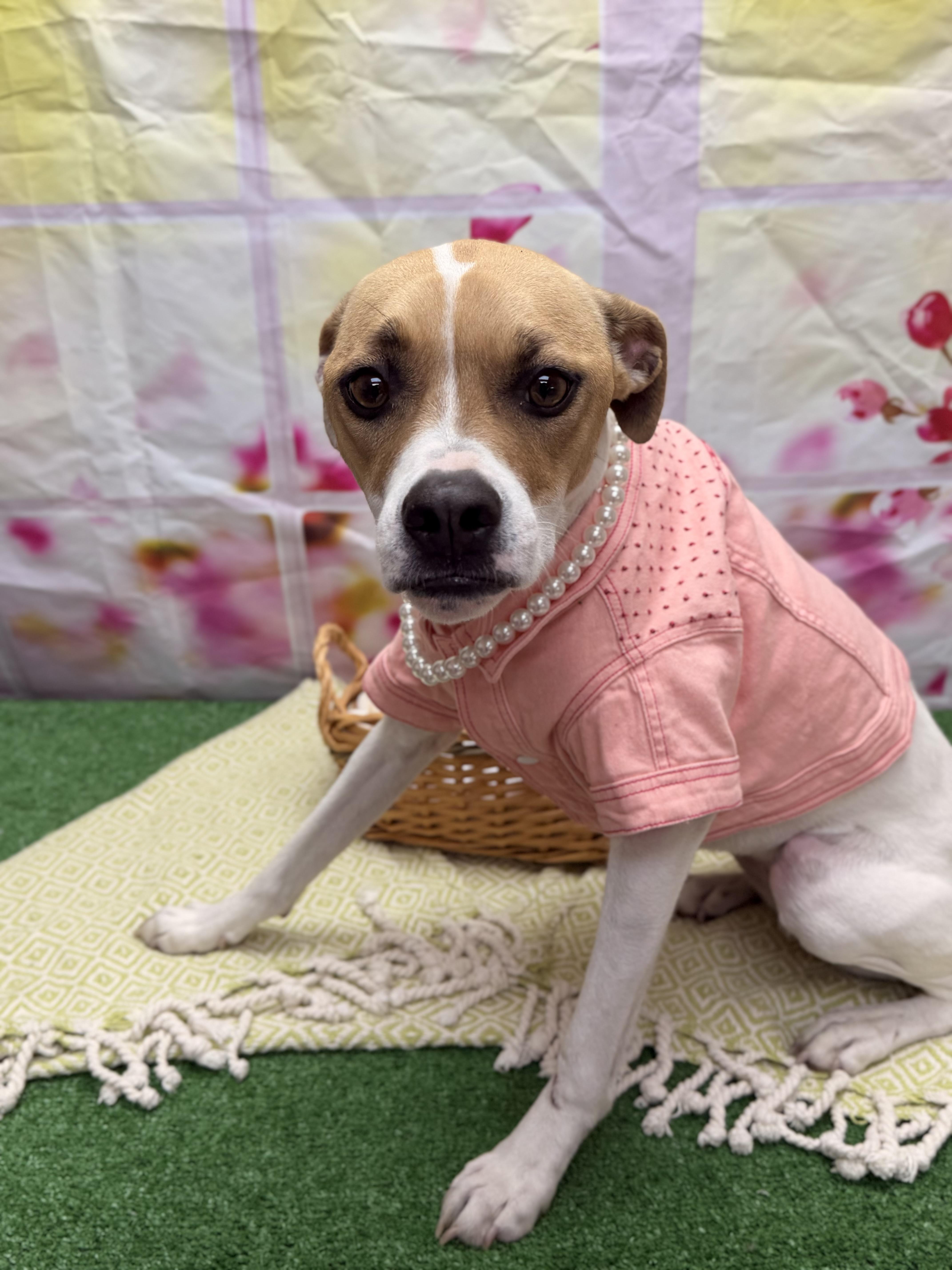 Enlarge Legend, a ADOPTABLE mixed breed in Statesboro, GA image 2/3