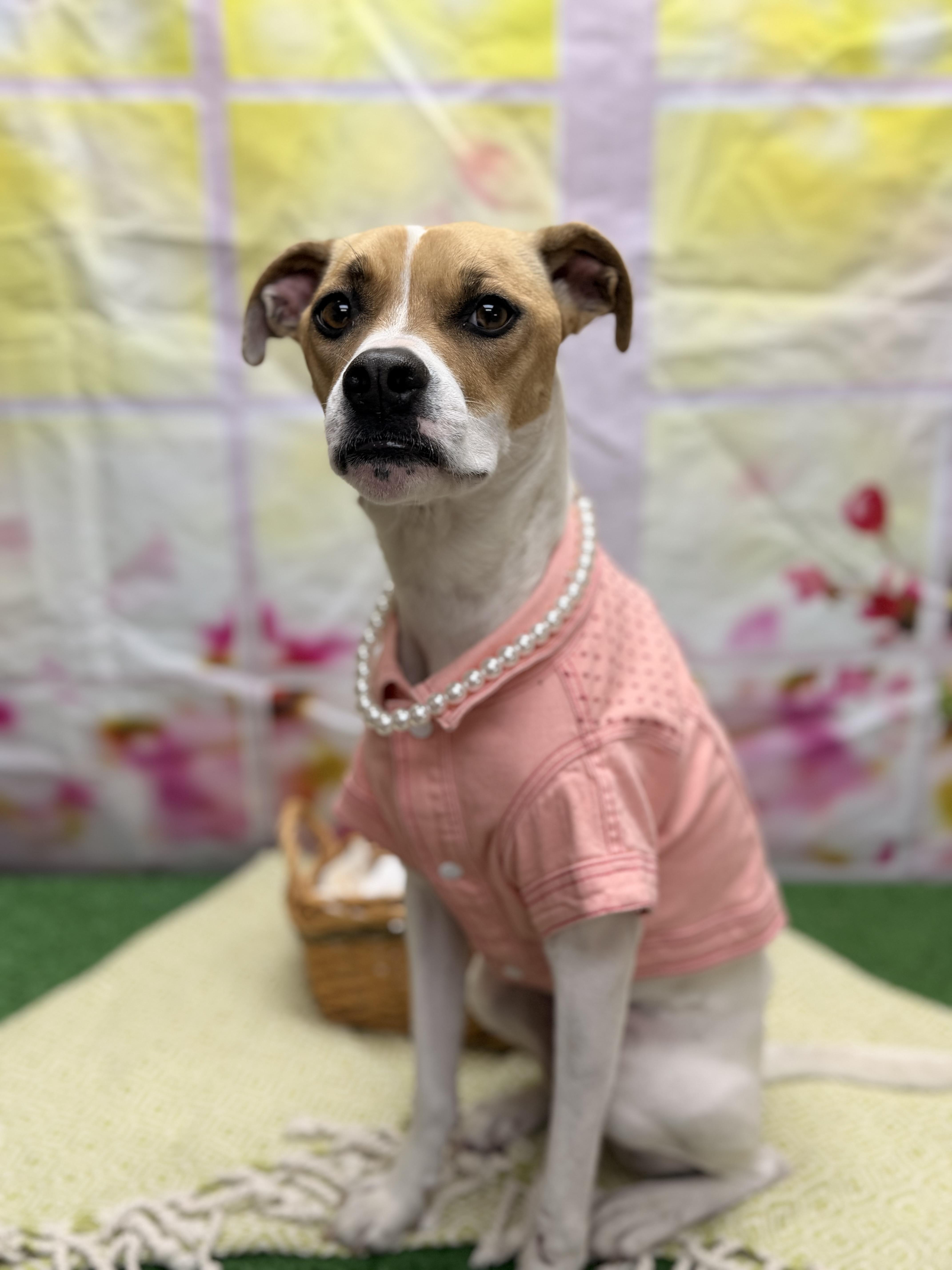 Enlarge Legend, a ADOPTABLE mixed breed in Statesboro, GA image 3/3