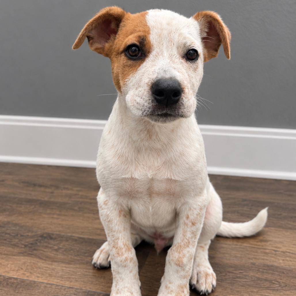 Enlarge Max D71080, a Adoptable mixed breed in Minnetonka, MN image 1/6