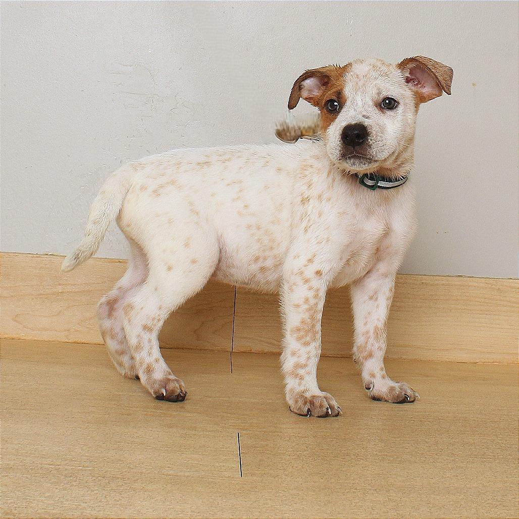 Enlarge Max D71080, a Adoptable mixed breed in Minnetonka, MN image 3/6