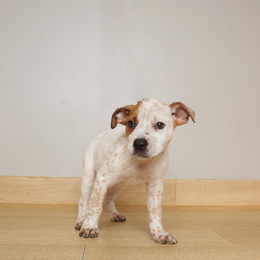 Enlarge Max D71080, a Adoptable mixed breed in Minnetonka, MN image 4/6