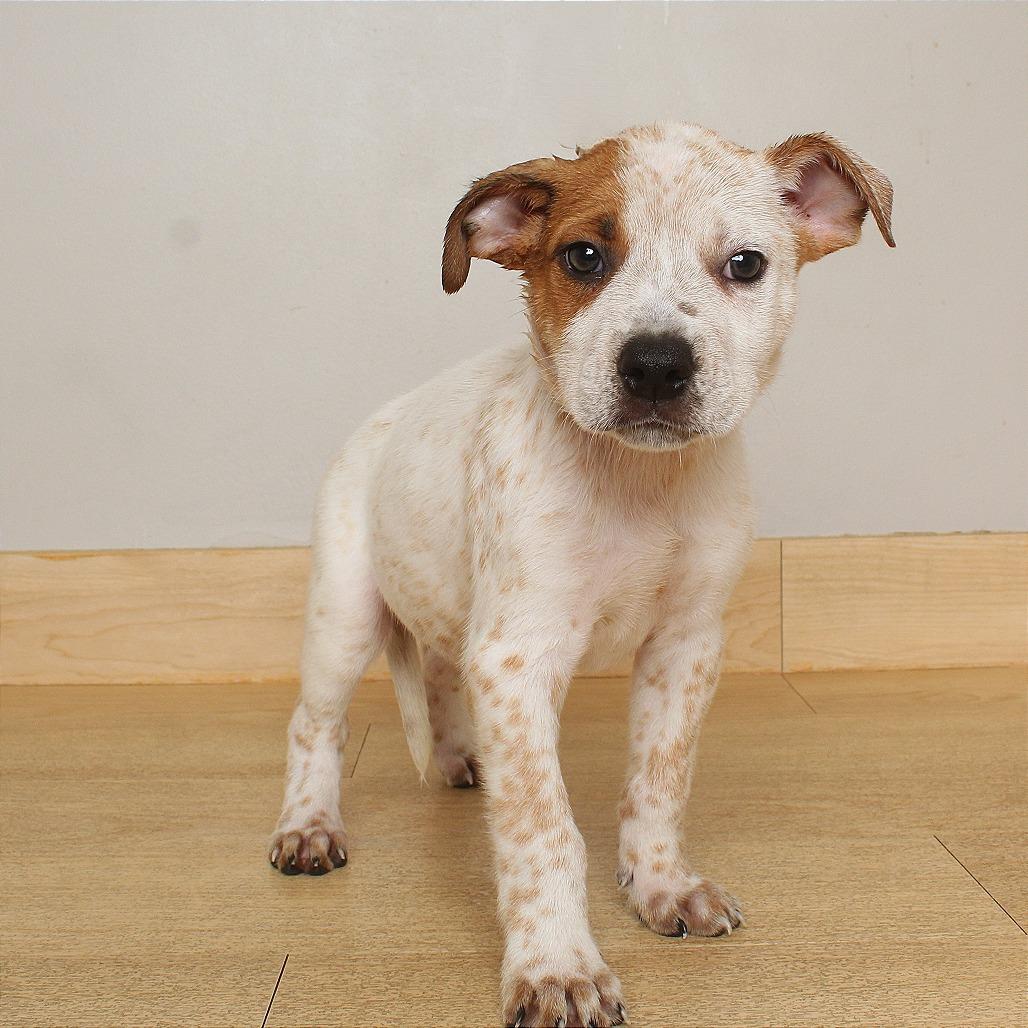 Enlarge Max D71080, a Adoptable mixed breed in Minnetonka, MN image 5/6