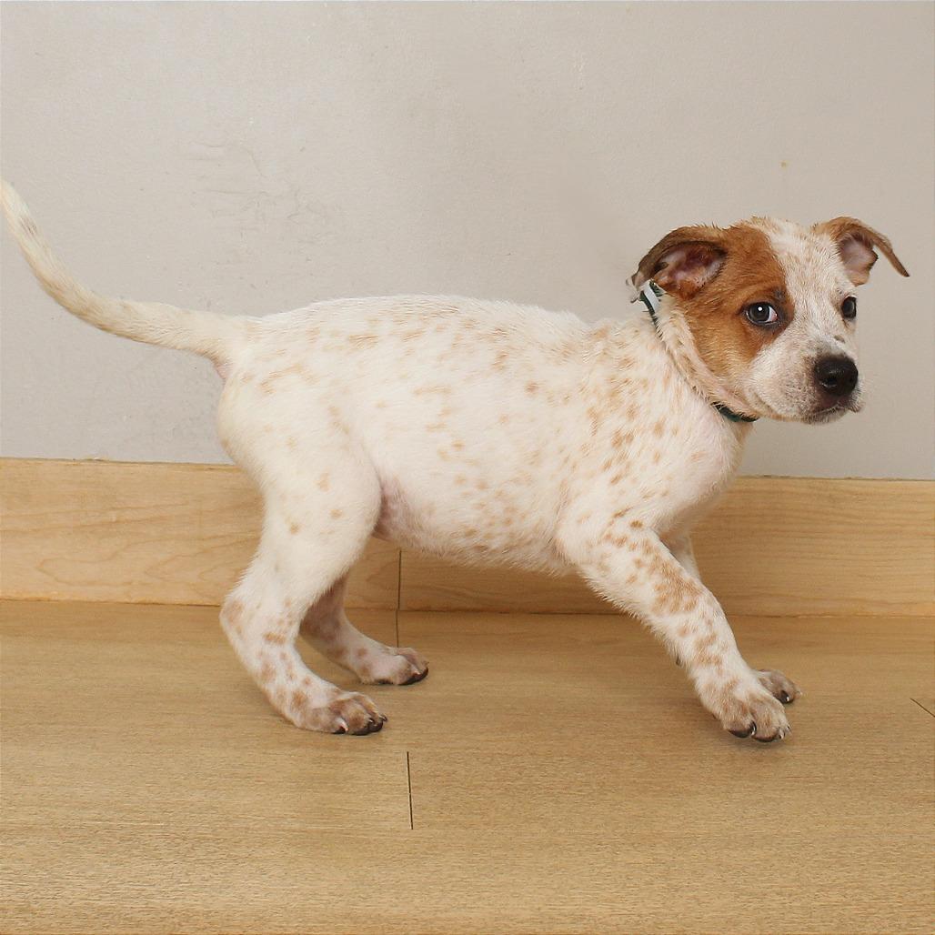 Enlarge Max D71080, a Adoptable mixed breed in Minnetonka, MN image 6/6
