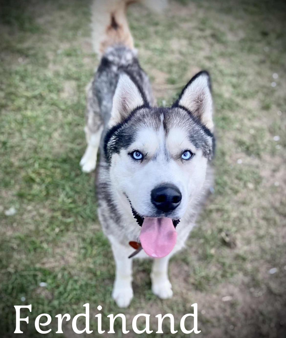 Enlarge Ferdinand, a Adopted Husky in Coldwater, MI image 1/2