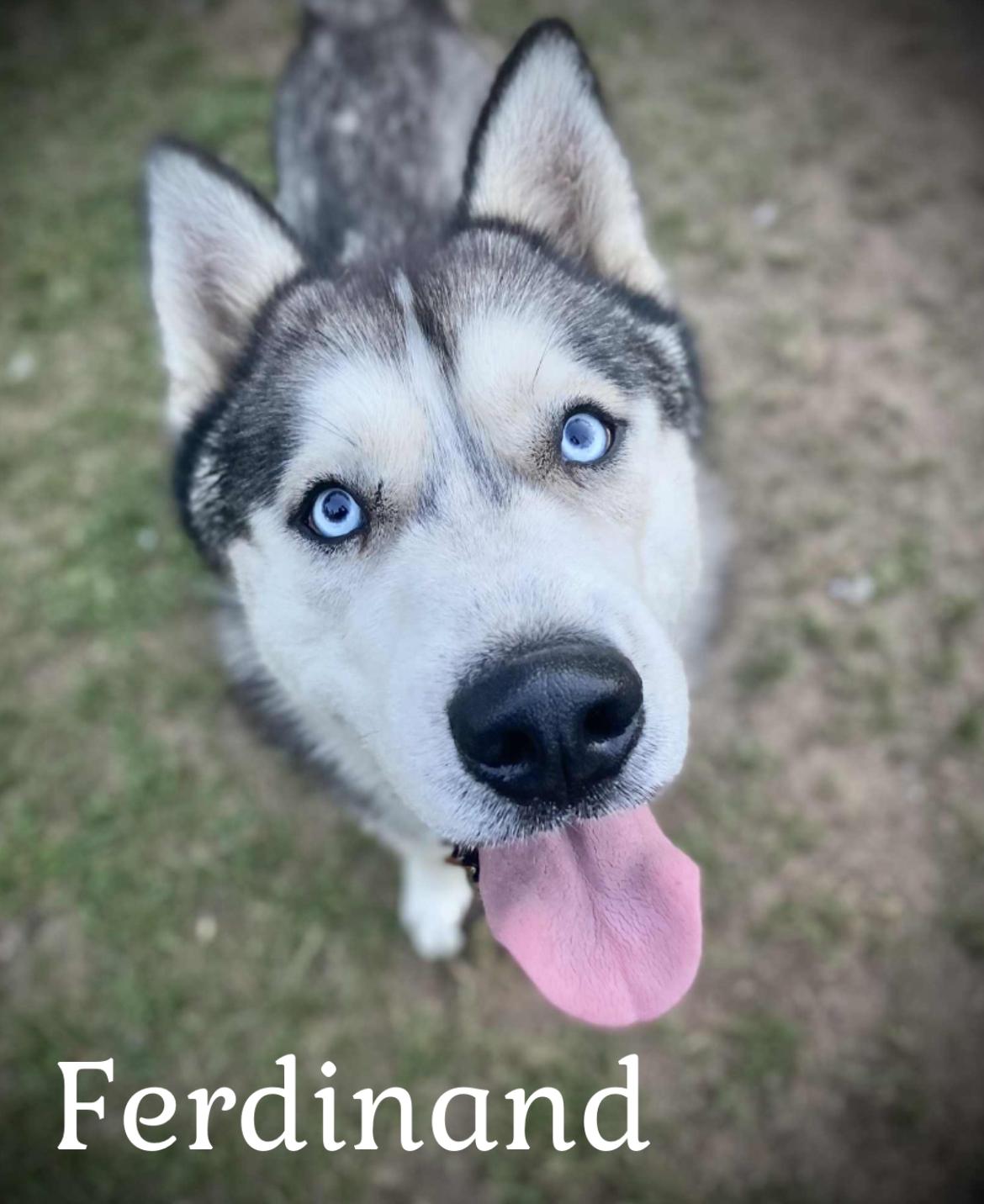 Enlarge Ferdinand, a Adopted Husky in Coldwater, MI image 2/2