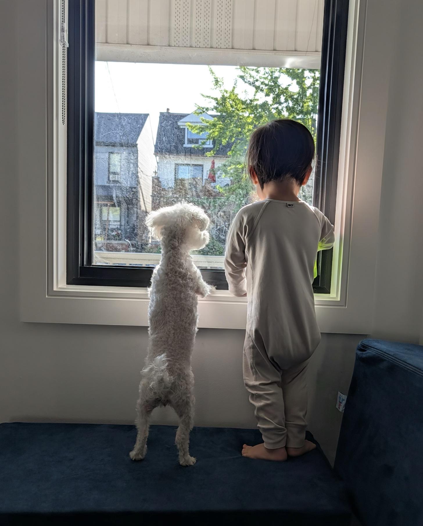 Bea, ADOPTABLE, Adult Female Bichon Frise.