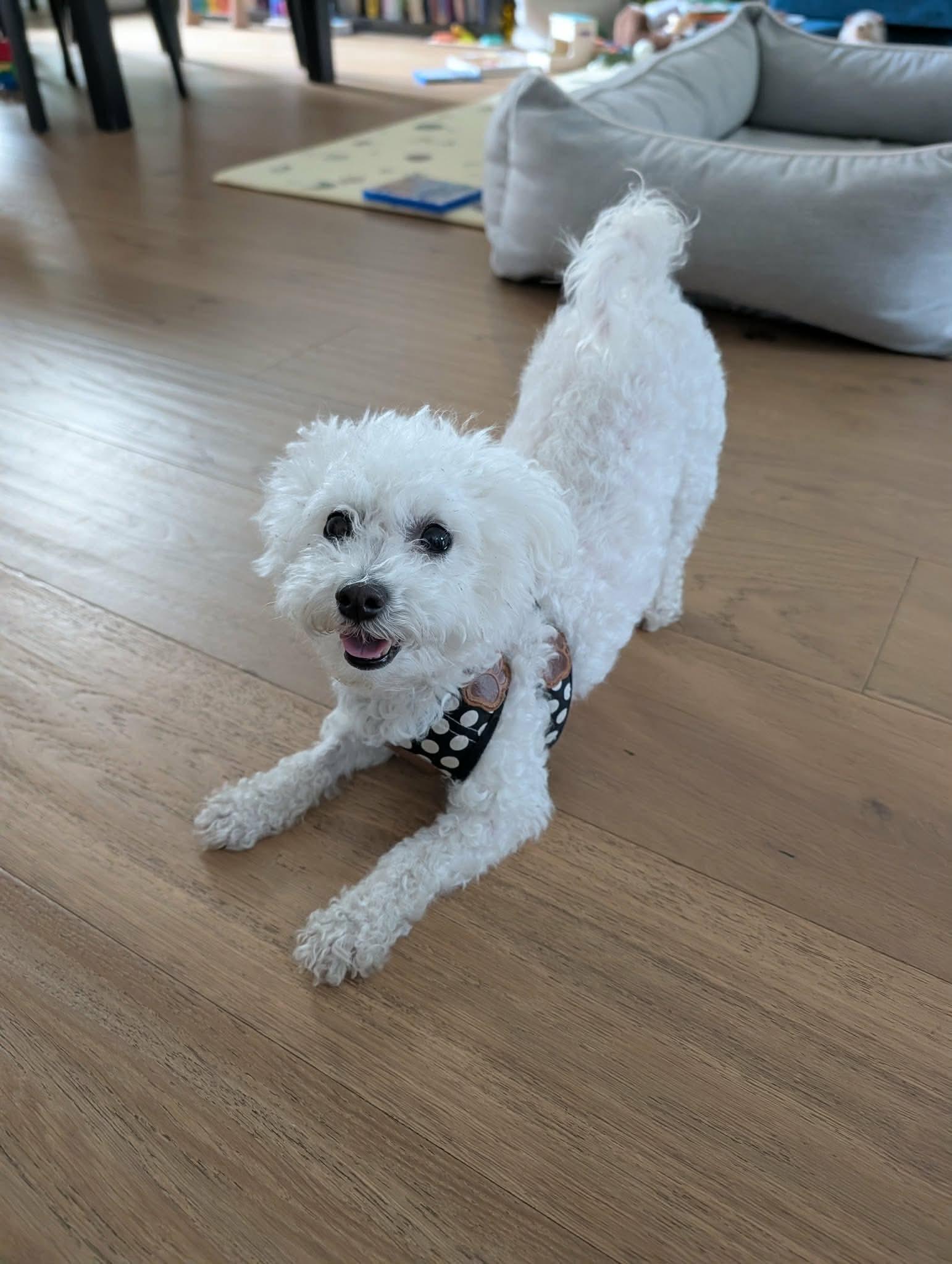 Bea, a ADOPTABLE mixed breed in Toronto, ON image 3/5