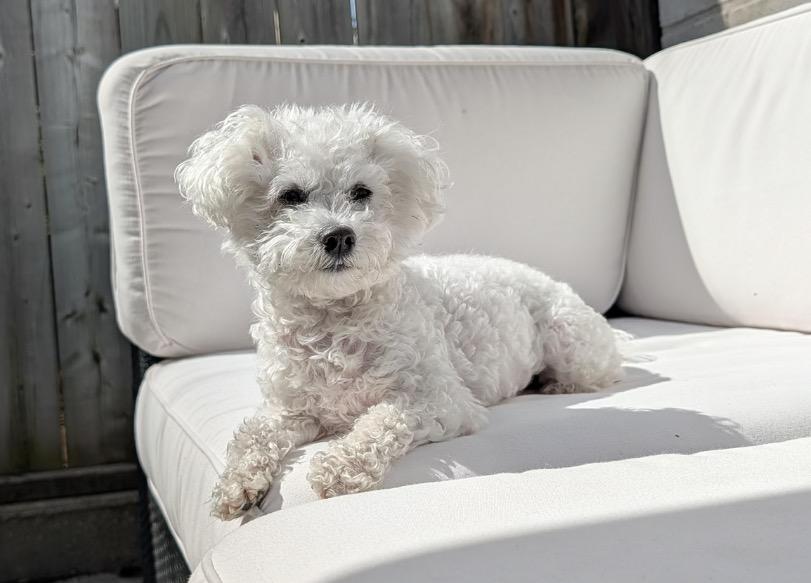 Bea, a ADOPTABLE mixed breed in Toronto, ON image 4/5