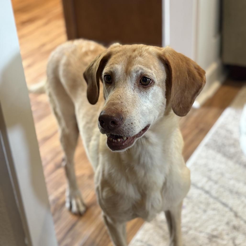 Enlarge 143-25 Anna May, a Adoptable Yellow Labrador Retriever in Denver, CO image 2/5