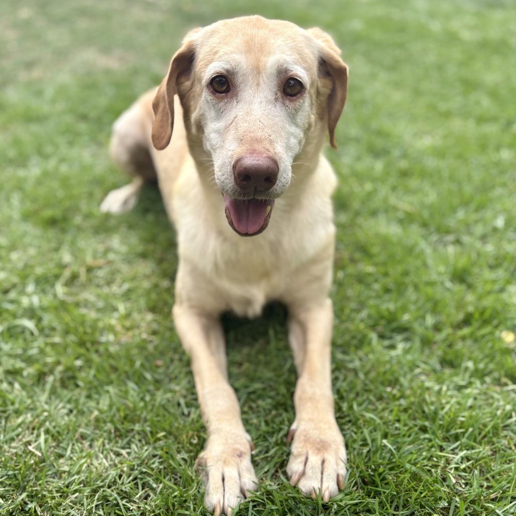 Enlarge 143-25 Anna May, a Adoptable Yellow Labrador Retriever in Denver, CO image 3/5