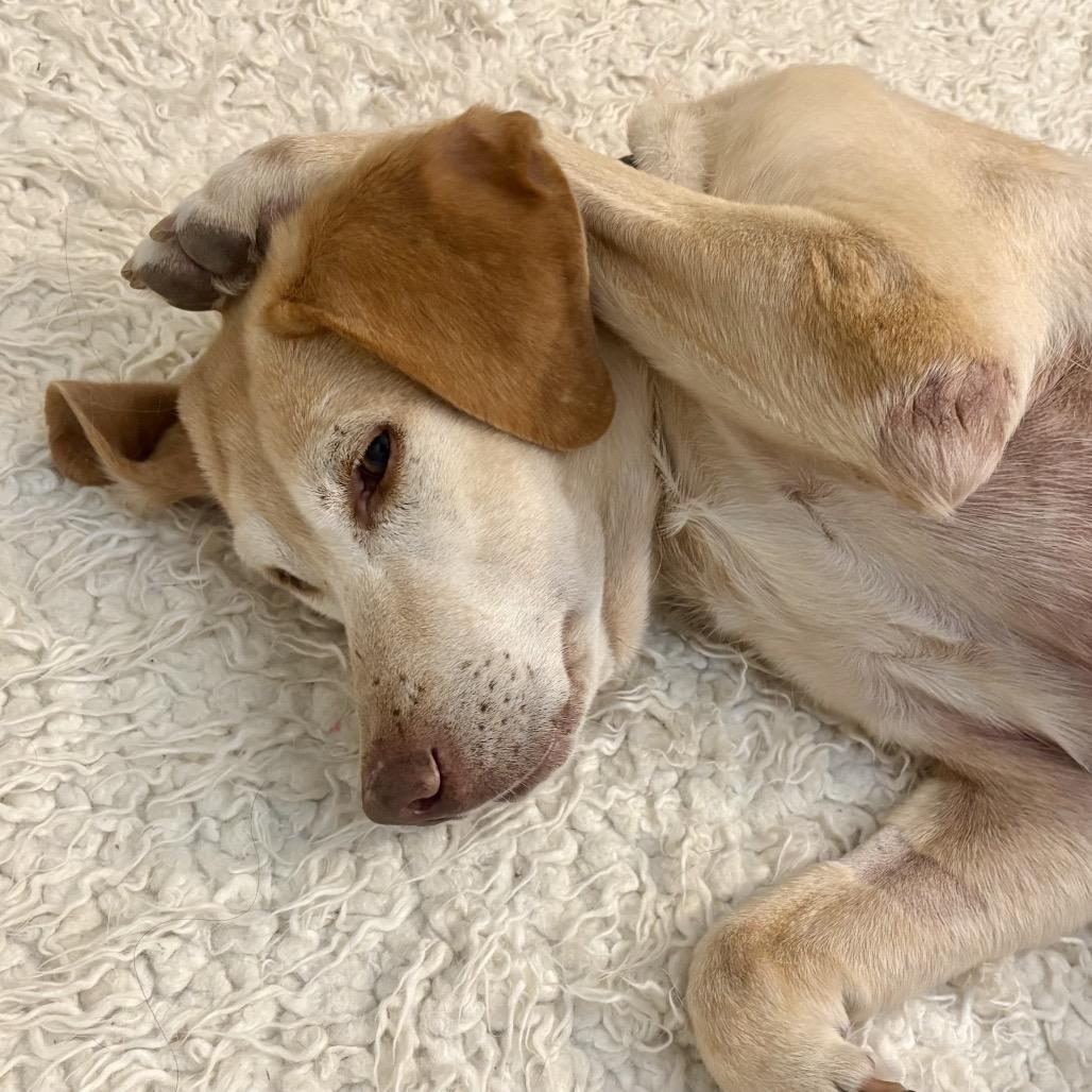 Enlarge 143-25 Anna May, a Adoptable Yellow Labrador Retriever in Denver, CO image 4/5