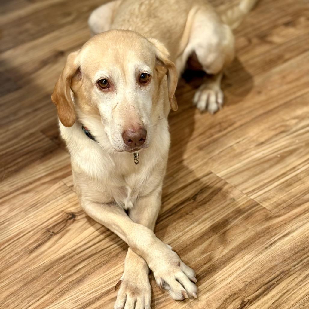 Enlarge 143-25 Anna May, a Adoptable Yellow Labrador Retriever in Denver, CO image 1/5