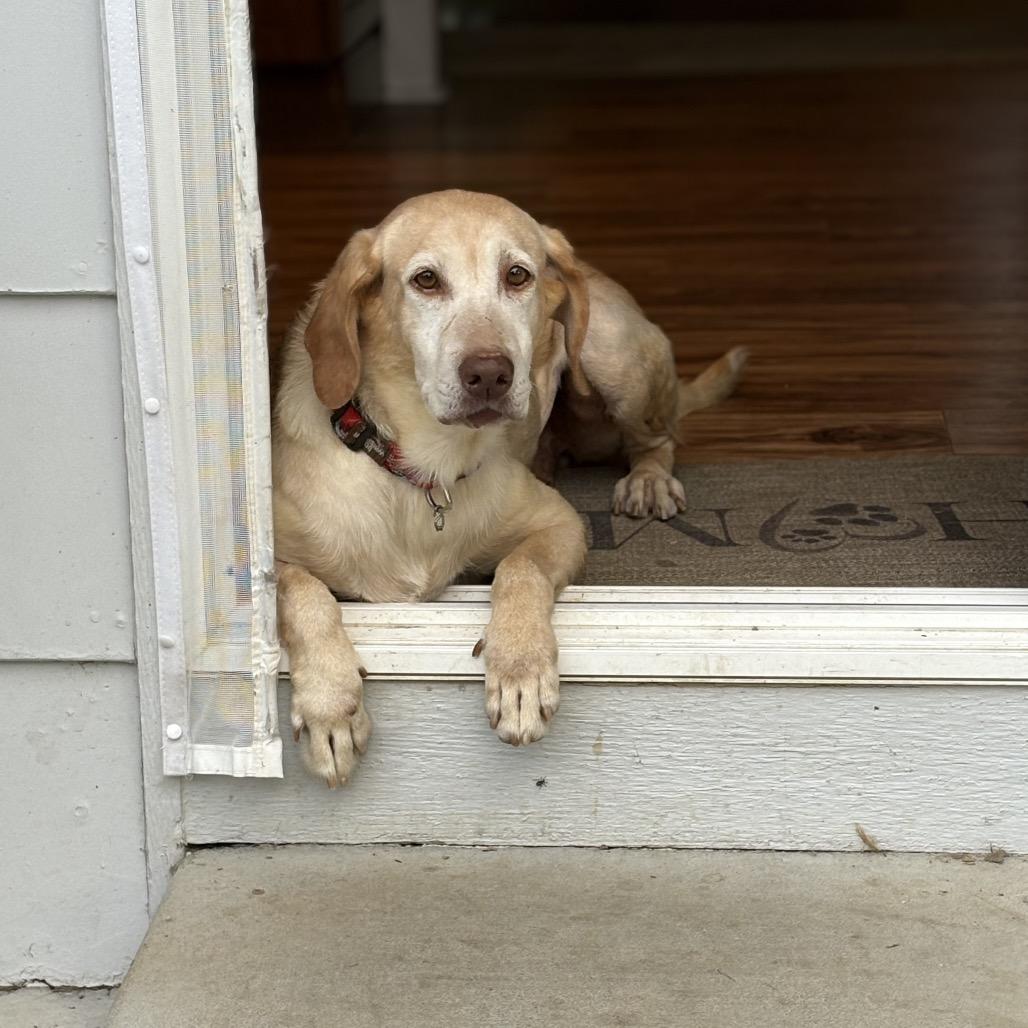 Enlarge 143-25 Anna May, a Adoptable Yellow Labrador Retriever in Denver, CO image 5/5