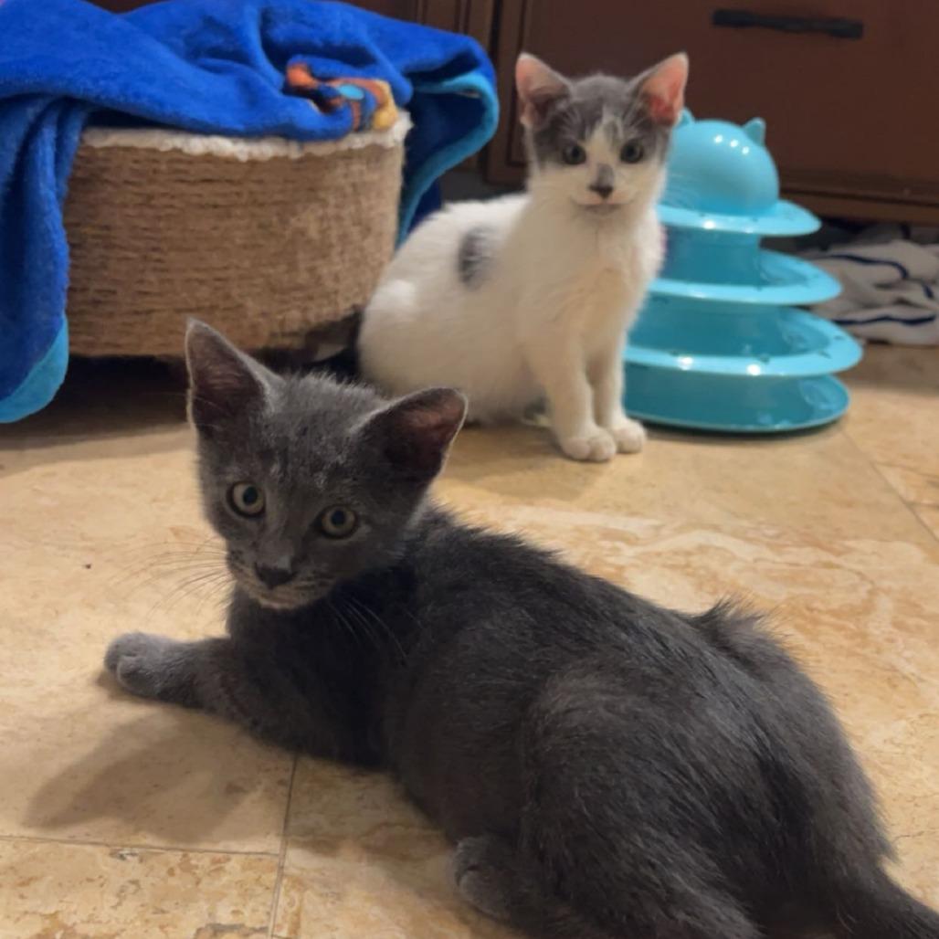 Enlarge Smokey, a Adoptable Domestic Short Hair in Jupiter, FL image 1/6