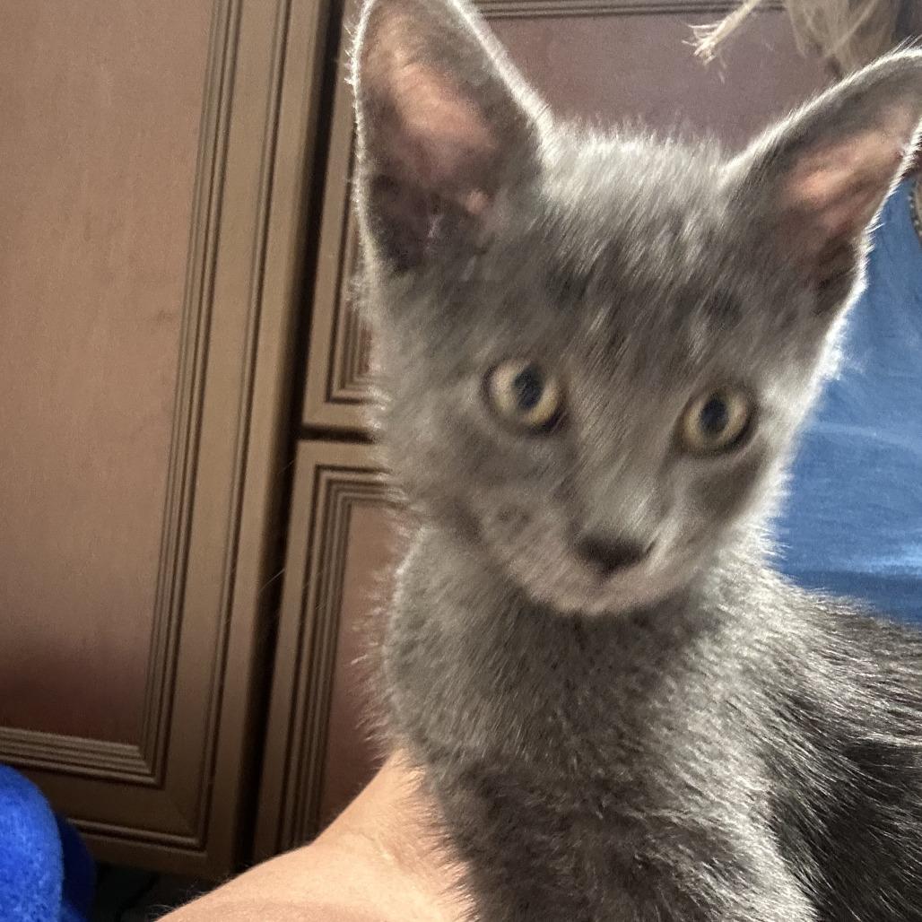 Enlarge Smokey, a Adoptable Domestic Short Hair in Jupiter, FL image 3/6