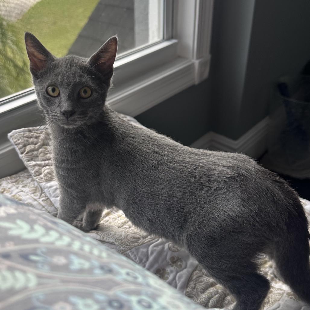 Enlarge Smokey, a Adoptable Domestic Short Hair in Jupiter, FL image 4/6