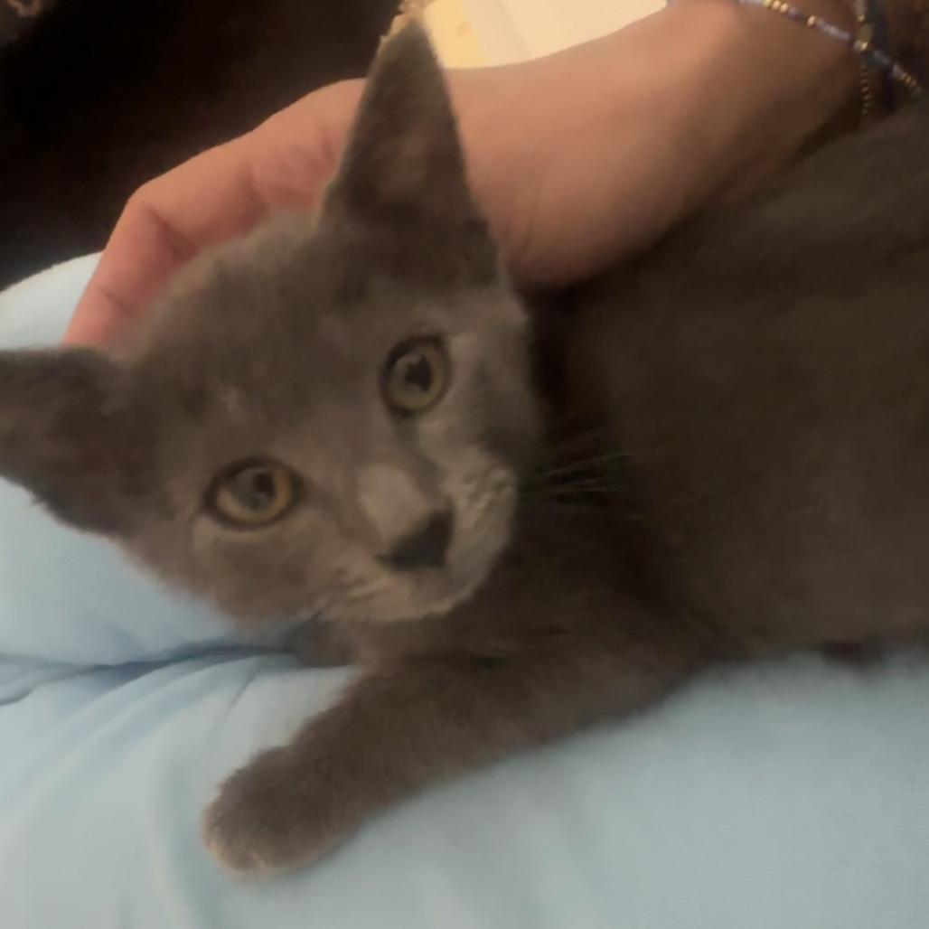 Enlarge Smokey, a Adoptable Domestic Short Hair in Jupiter, FL image 5/6