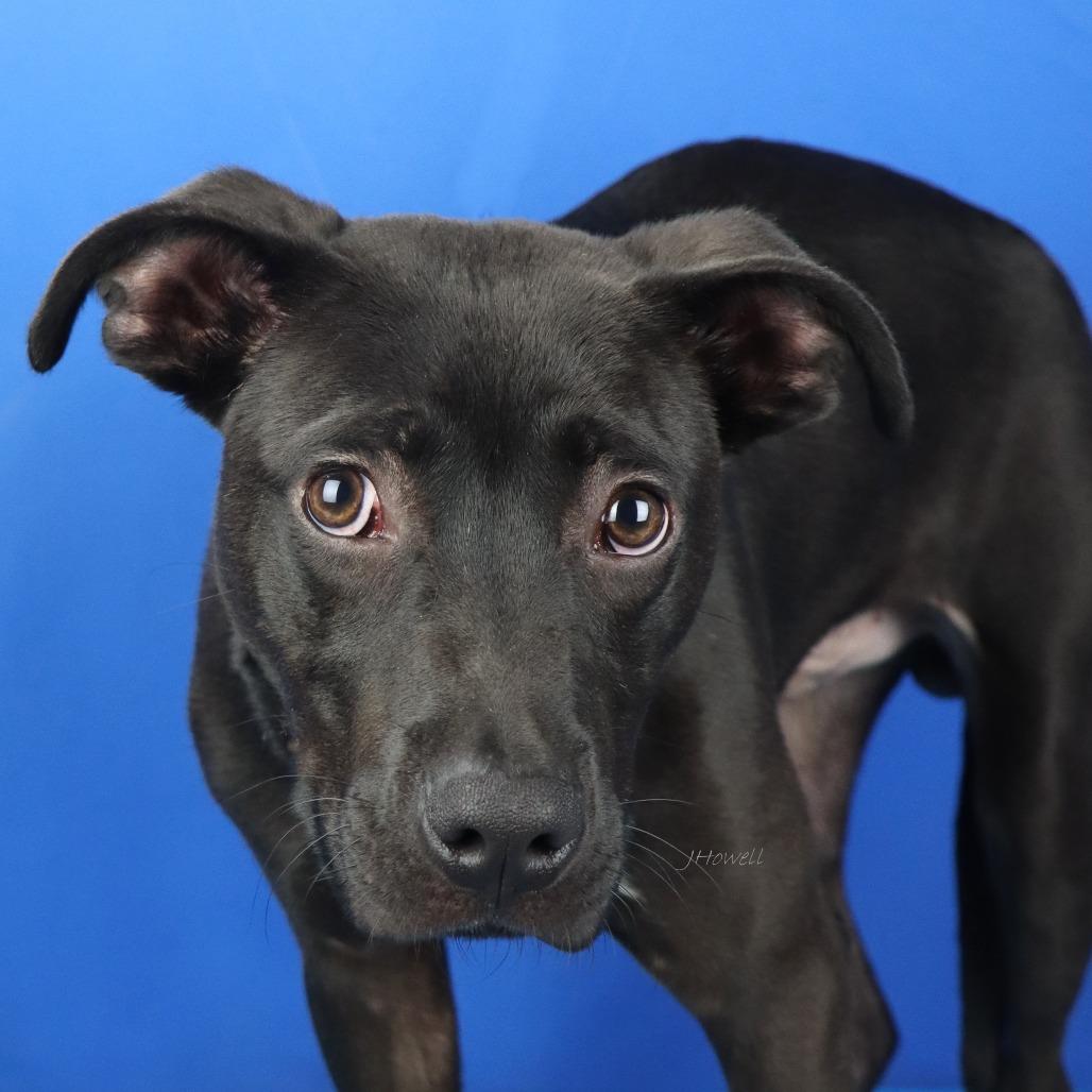 Doby-050101T, a Adoptable mixed breed in Tupelo, MS image 2/3