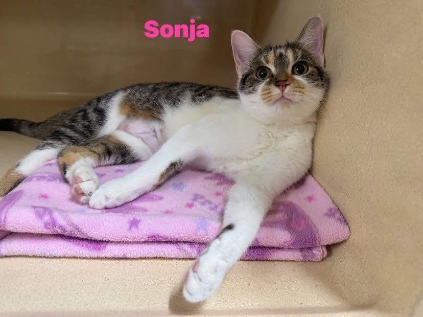 Enlarge Sonja , a ADOPTABLE Domestic Short Hair in Indianapolis, IN image 1/1