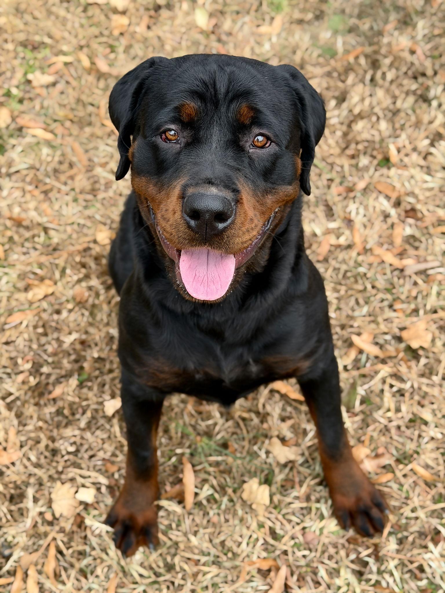 Lolli, Adopted, Adult Female Mixed Breed.