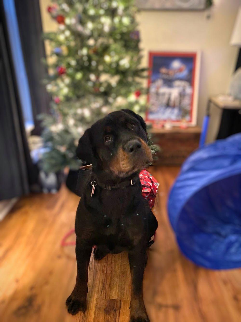 Enlarge Lolli, a Adopted Mixed Breed in Durham, NC image 2/3