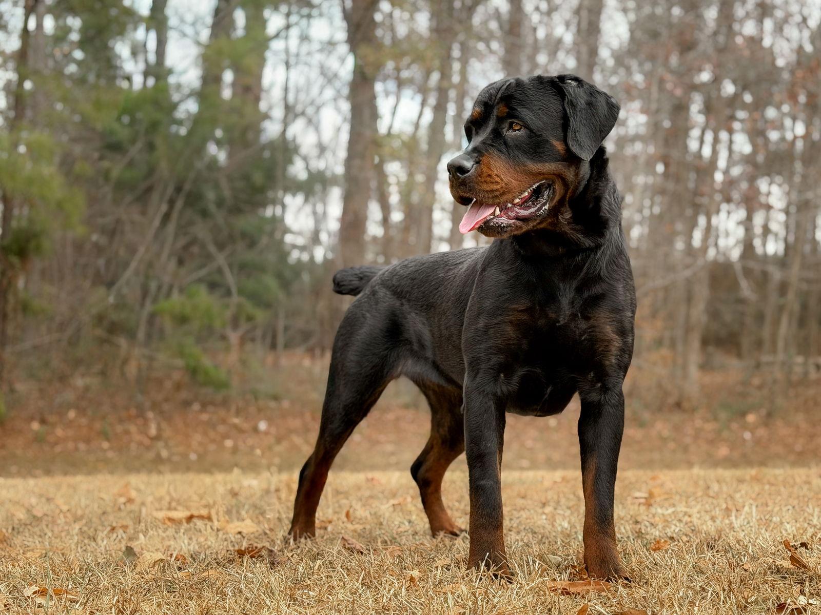 Enlarge Lolli, a Adopted Mixed Breed in Durham, NC image 3/3
