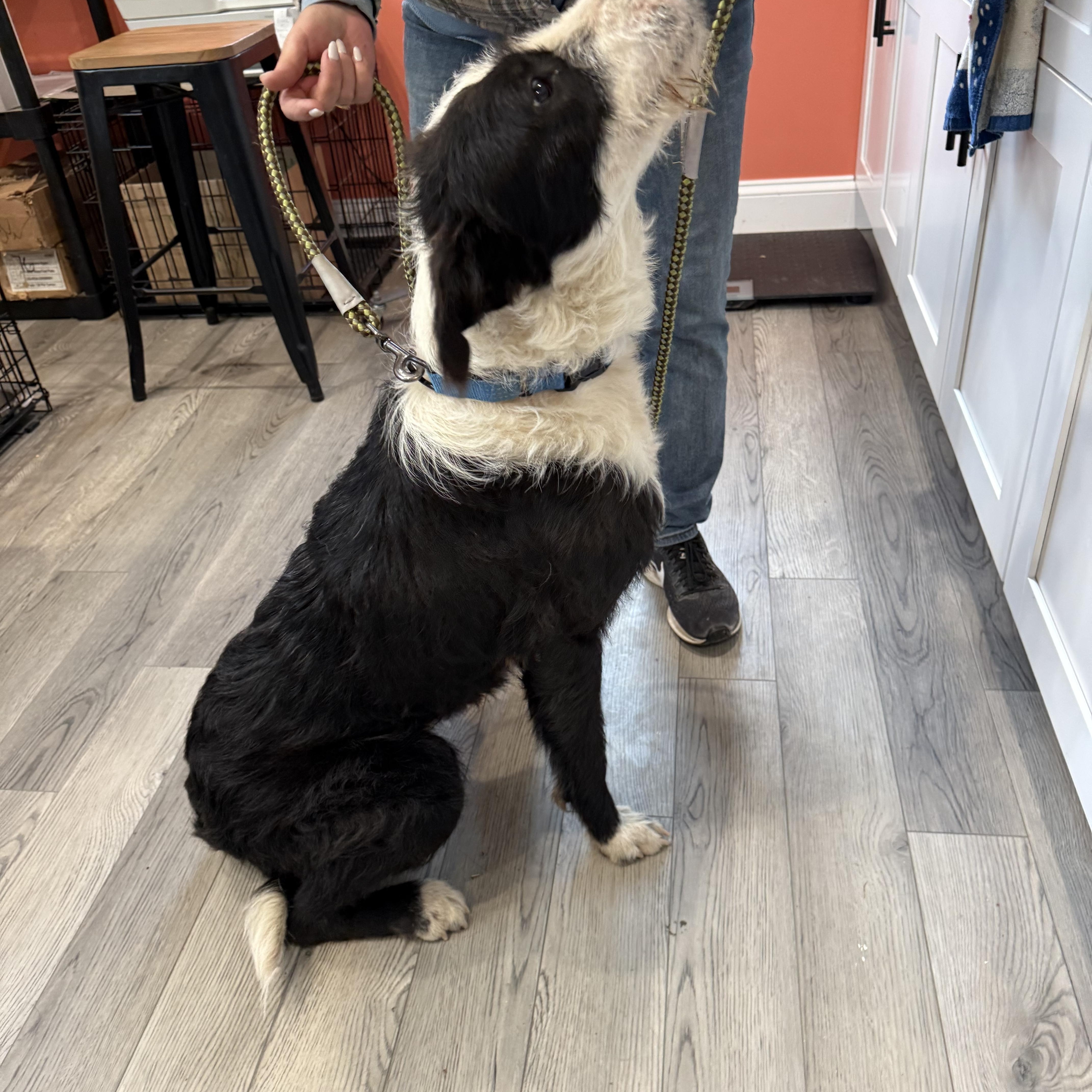 Enlarge Gus (Male)  , a Adoptable Labradoodle in West Grove, PA image 4/4