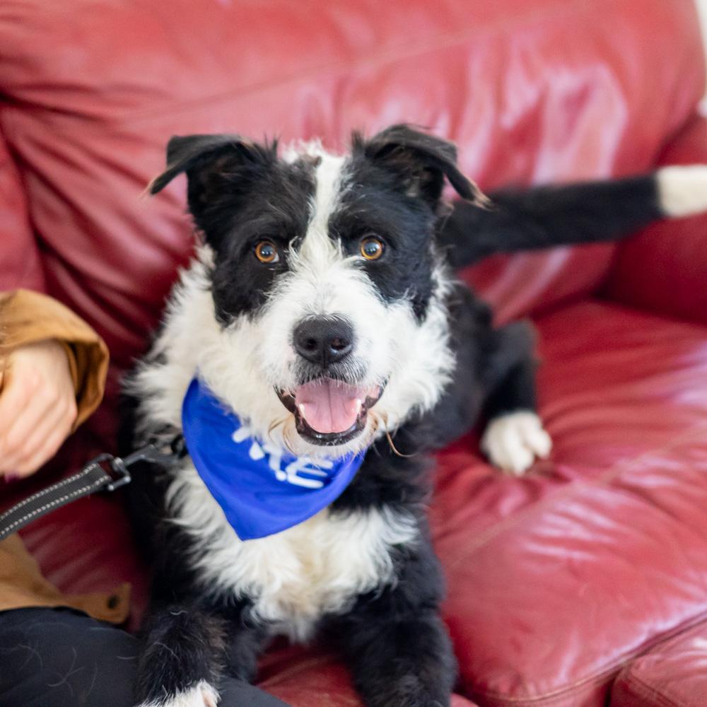 Enlarge Gus (Male)  , a Adoptable Labradoodle in West Grove, PA image 1/6